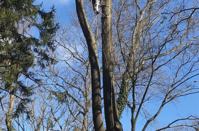 Tree Services